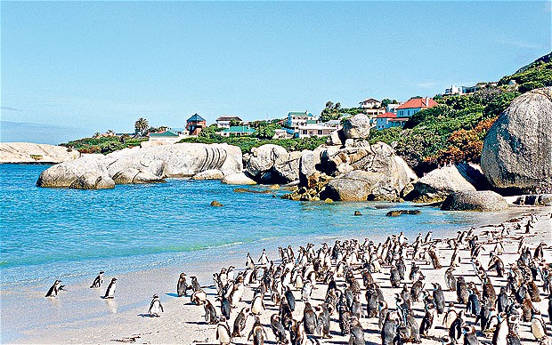 Boulder beach with penguins